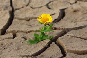 Beatrix Mayer Mentalcoaching